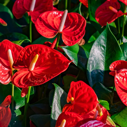 Anthurium