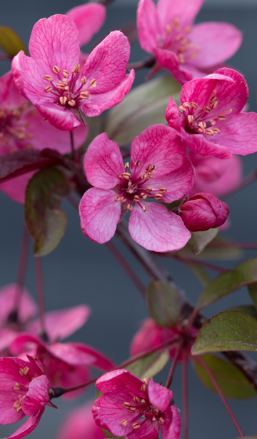 fleurs magnifiques