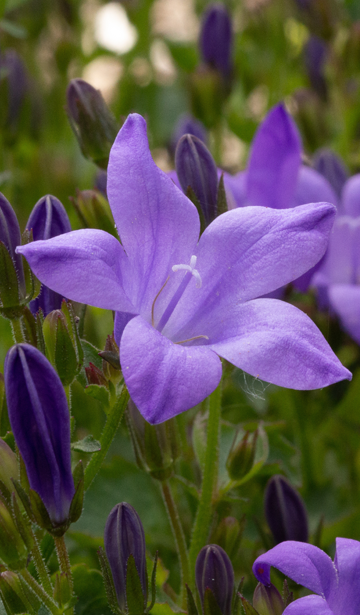 les fleurs magnifiques