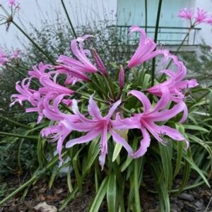 Amaryllis en pleine terre