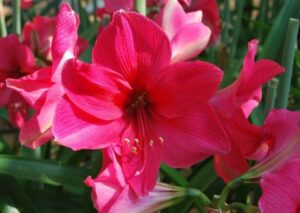 Découvrez les belles particularités de l'amaryllis