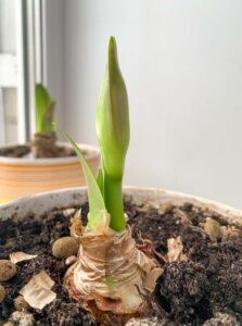 Quand les Amaryllis fleurissent-ils ?