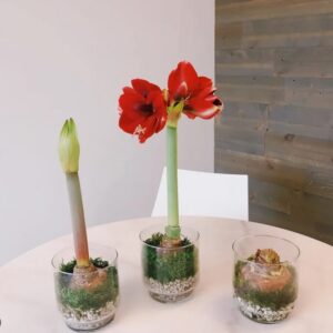 Les bulbes d'Amaryllis