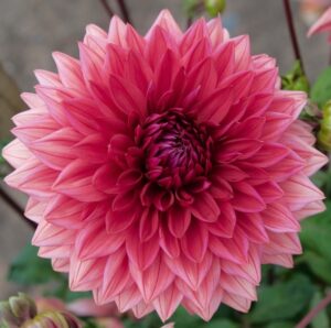 Les plus belles fleurs du monde : le Dahlia