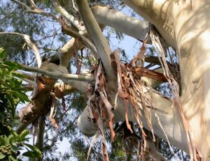 Écorce des eucalyptus