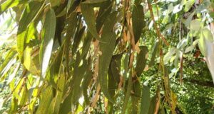 Espèces d'eucalyptus et hybrides