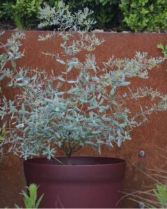 La propagation de l'Eucalyptus en pot