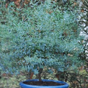 Faire pousser un eucalyptus en pot : conseils