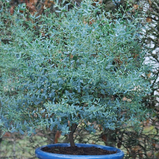 Mode d'emploi pour faire pousser un Eucalyptus en pot