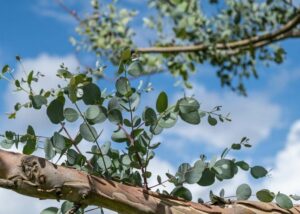 Présentation de l'arbre eucalyptus