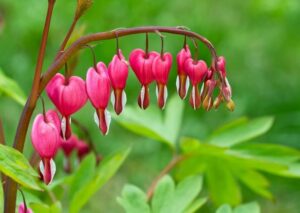 Les plus belles fleurs du monde : le "Cœur saignant"