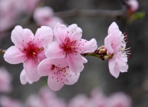 Les plus belles fleurs du monde : la Fleur de Cerisier
