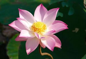 Les plus belles fleurs du monde : la Fleur de Lotus