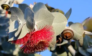 Les fleurs d'eucalyptus