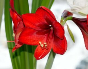 Floraison de l'Amaryllis