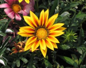 Les plus belles fleurs du monde : la Marguerite Gazania