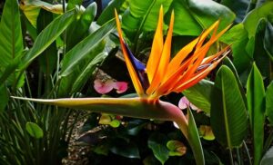Photo de la fleur oiseau de paradis : une des plus belles fleurs du monde