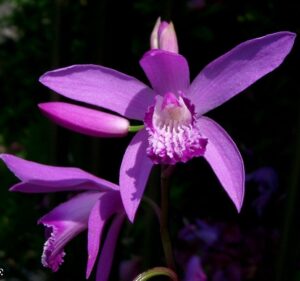 Les plus belles fleurs du monde : l'Orchidée
