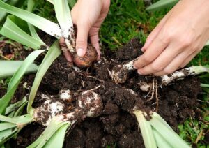 Comment planter une Amaryllis ?