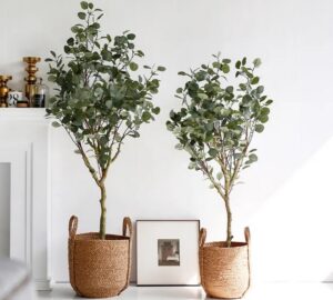 Faut-il tailler son eucalyptus en pot ?