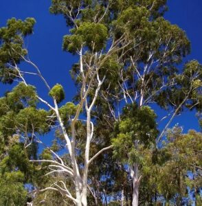 Propagation de l'eucalyptus