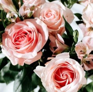 Les plus belles fleurs du monde : la Rose