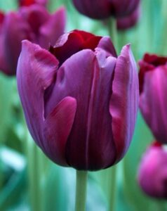 Les plus belles fleurs du monde : la Tulipe
