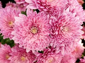 Les chrysanthèmes à grosses fleurs : une variété généreuse et très appréciée
